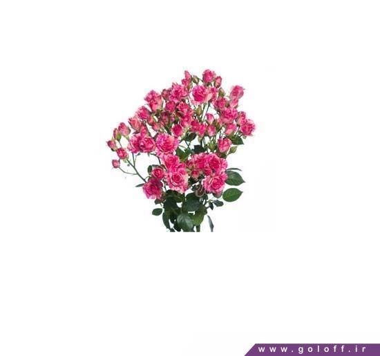 خرید اینترنتی دسته گل - دسته گل رز مینیاتوری پینک فلش - Roses | گل آف